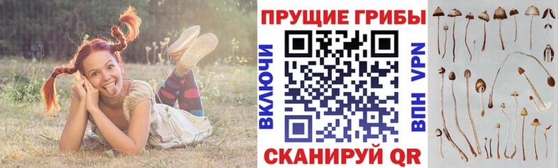 Купить закладки  Новая Ляля  Псилоцибиновые грибы ЛСД 